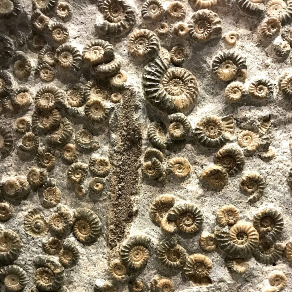 a bed of ammonite fossils