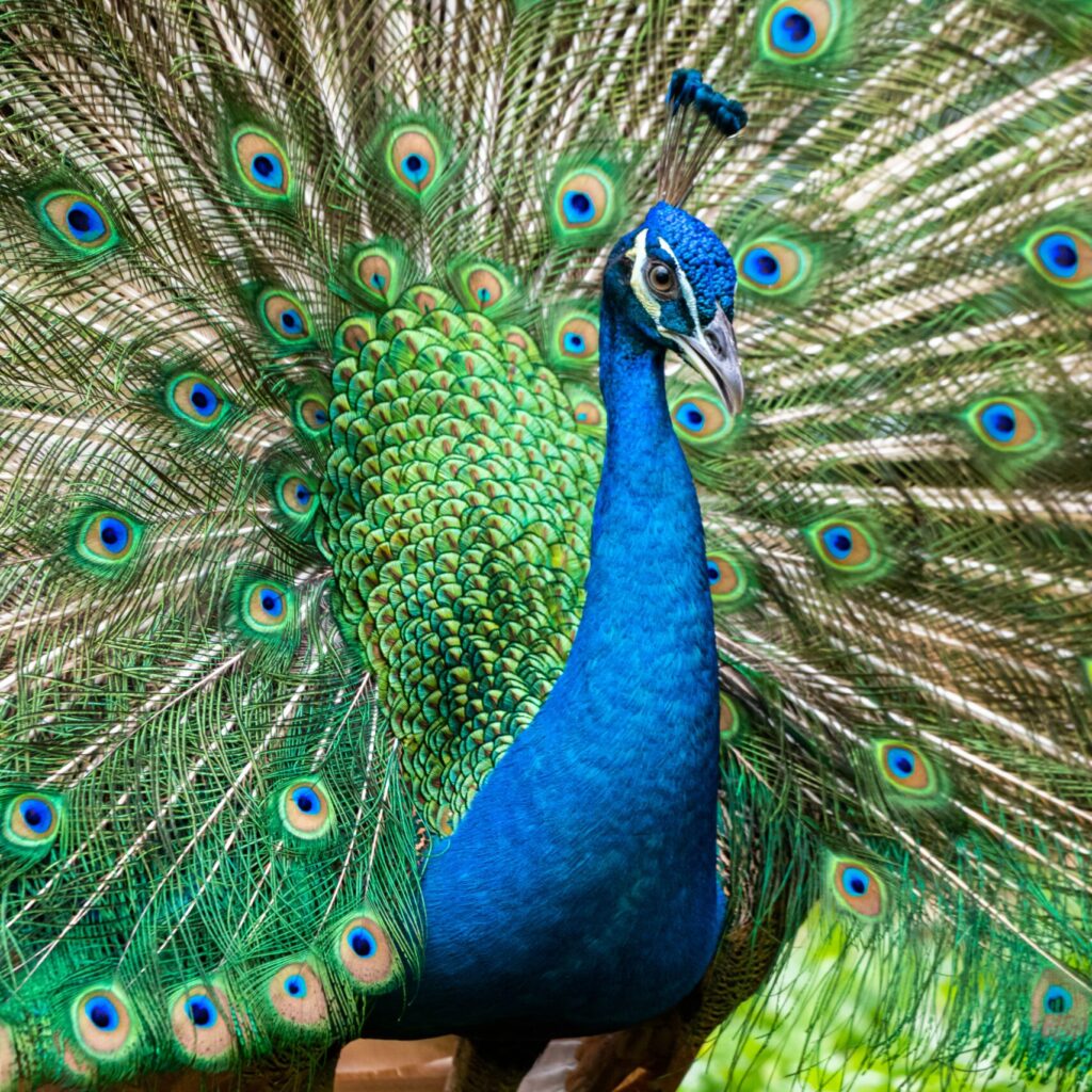 close-up of male peacock
