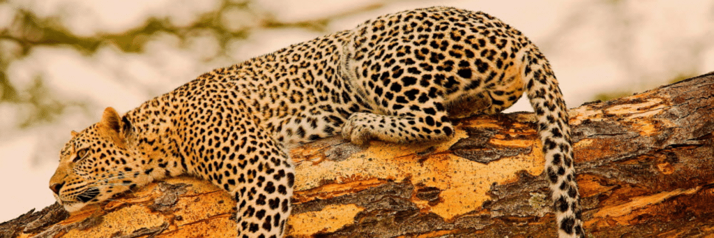 Leopard resting on a branch in Tanzania